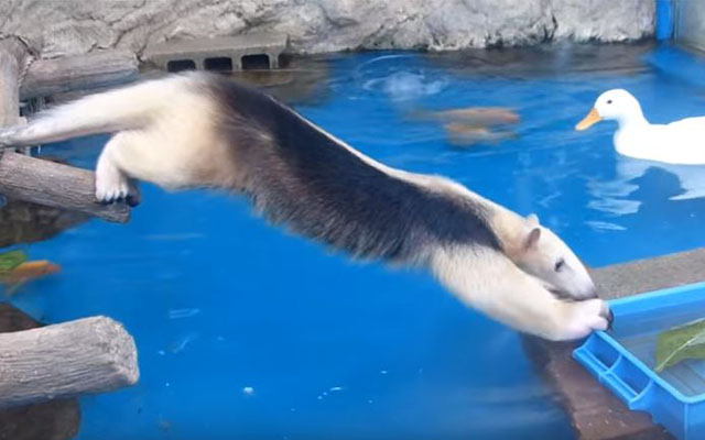 Anteater At Japanese Aquarium Proves That There Is No Bridge Too Far For Food!