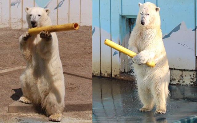 Milk The Polar Bear Is Pretty Handy With Pipes–Until They End Up On Her Head
