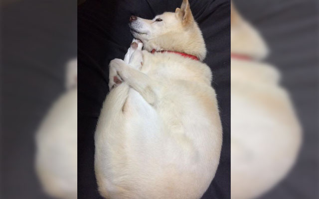 Shiba Inu’s Adorable Sleeping Pose Inspires Hilarious Hashtag In Japan