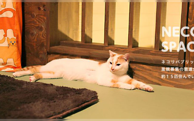 Tokyo Cat Cafe To Staff Only Cats With Feline AIDS (FIV), Available For Adoption