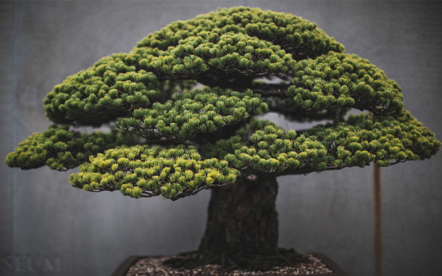 This Photographer Captured The Delicate Beauty Of Bonsai Perfectly