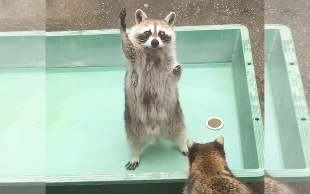 This Japanese Raccoon Has The Cutest Way Of Asking For Food