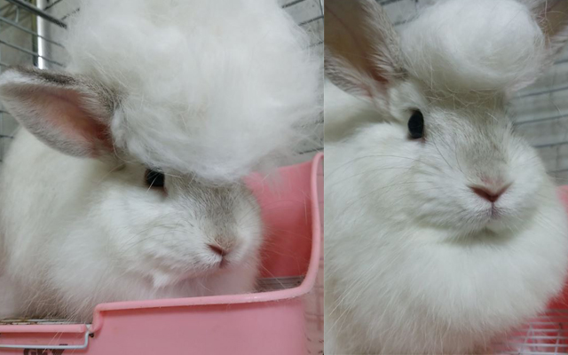 Japanese Bunny Takes Advantage Of Shedding Season With Cute And Stylish Hairdos