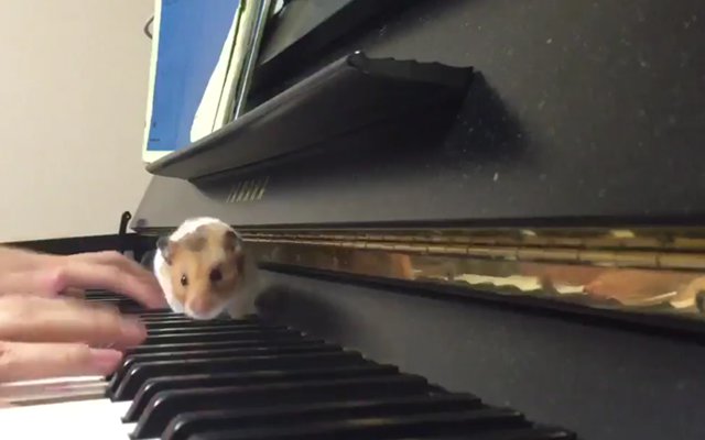 Hamster Jail Breaks To Attend His Owner’s Concert