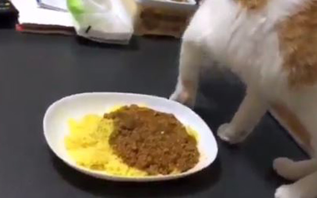 Cat In Japan Expresses Extreme Dislike For Owner’s Curry, Breaks Their Heart