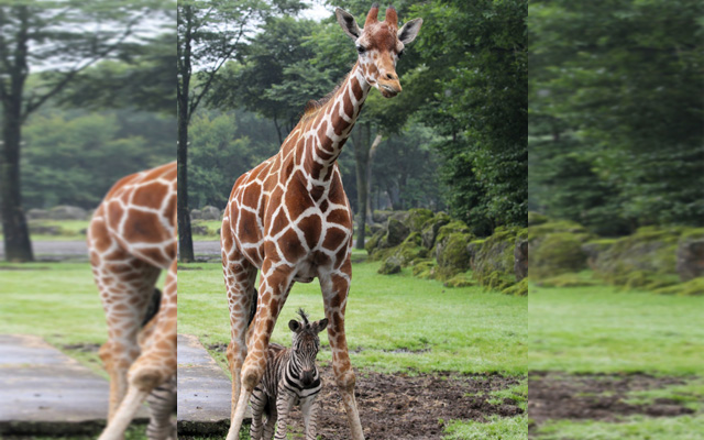 Kind Giraffe Shields Baby Zebra From Rainfall At Fuji Safari Park