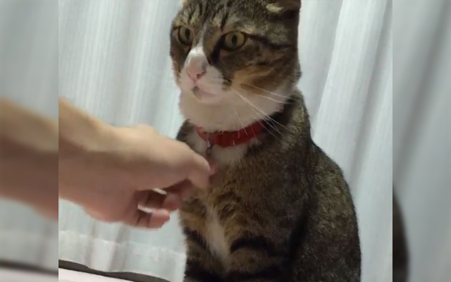Cat Adorably Tells Human To Cut The BS