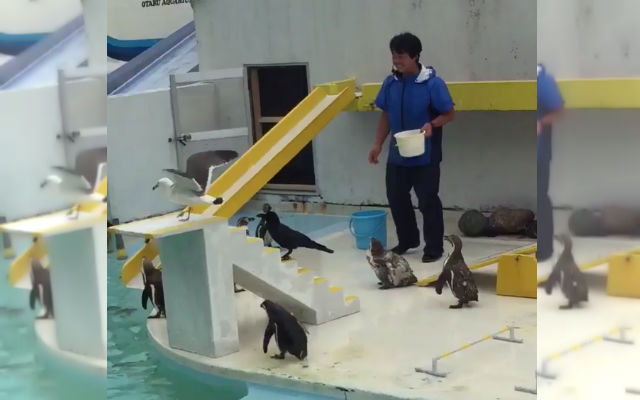 Hokkaido Aquarium’s Penguin Show Is Absolute Chaos