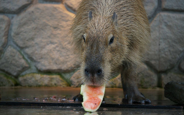 Cheer On Your Favorite Capybara At Japan’s Capybara Olympics!