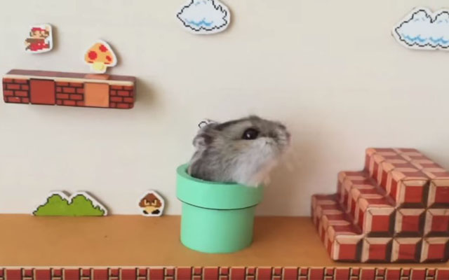 Hamster Adorably Clears Level 1-1 Of Super Mario Bros., Wiggles Butt Down Pipe