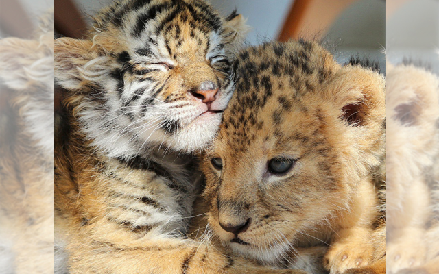 Newborn Lion And Tiger Cubs Are The Furriest Best Of Friends