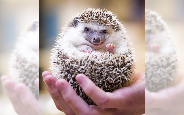 This Hedgehog Eats Like A King And Strikes The Most Adorable Poses