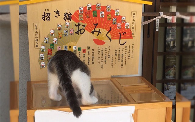 Japanese Maneki Neko Figurine Comes To Life As Cute Money Stealing Cat