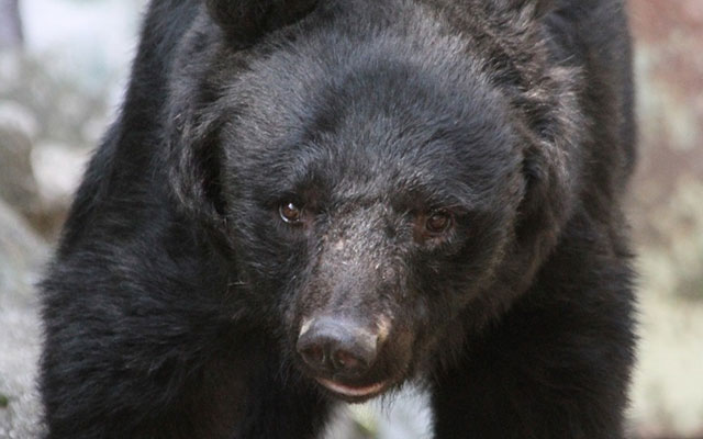63-Year Old Fisherman Fights Off A Black Bear With Karate Badassery