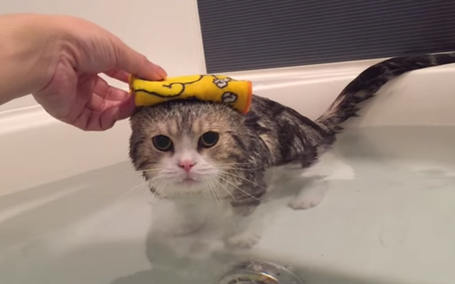 Scottish Fold Cat In Japan Treats The Bath Rub Like A Resort Hot Spring