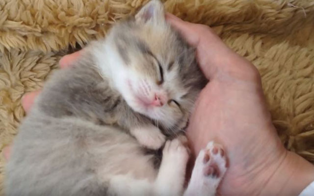 This Adorable Sleeping Kitten Is A Fluffy Handful Of “Awwww”