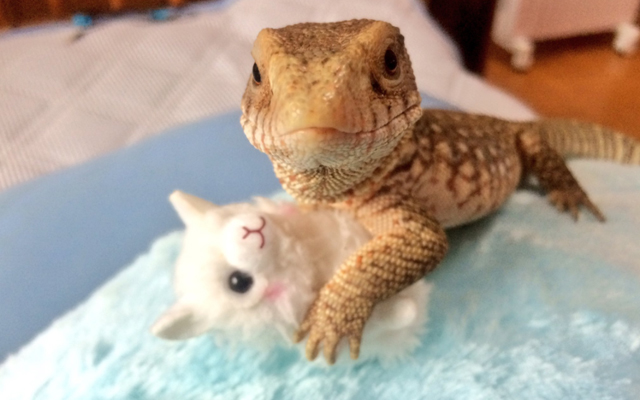 Pet Lizard Loves Snoozing With Its Little Stuffed Alpaca Doll