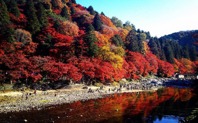 Leaves Of 4,000 Maple Trees Turn A Gorgeous Crimson At Aichi’s Kōrankei Valley