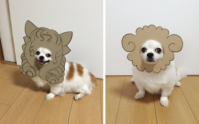 Japanese Woman Dresses Her Dog Up In Charming Cardboard Costumes