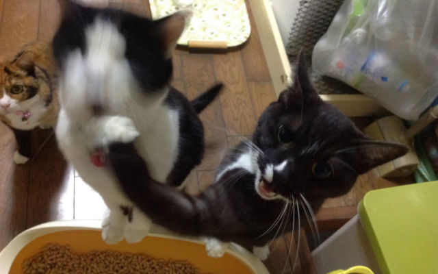 Cat Develops Odd Habit Of Punching His Brother In The Face Before Dinner