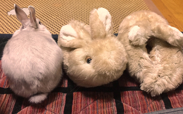 Rabbit Cuddles Up To A Pair Of Bunny Slippers Thinking They’re Her Friends