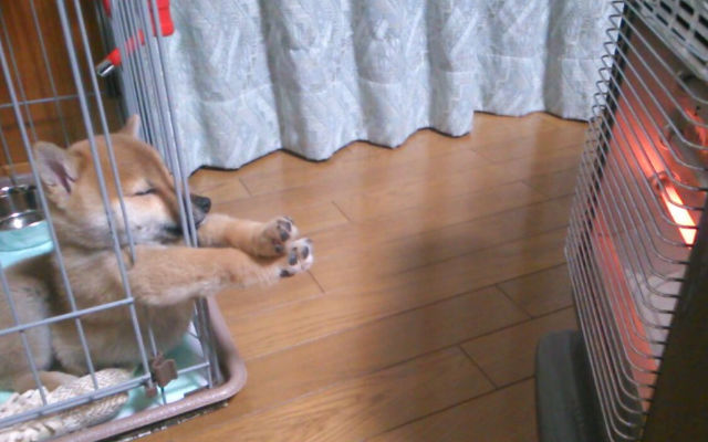 This Adorable Shiba Puppy Is All Of Us During Winter