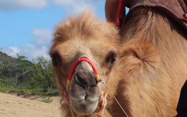 Enjoy A Desert Camel Ride In The Sand Dunes Of Japan’s Tottori Prefecture