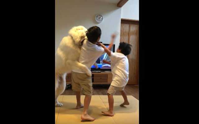 Big Dog Tries To Stop Fight Between Two Quarreling Brothers