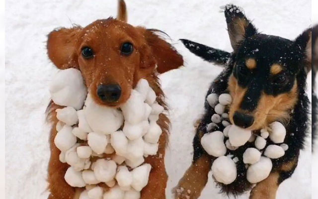 Winter-Loving Dachshunds Running In The Yard Return Home With A Snowy Surprise