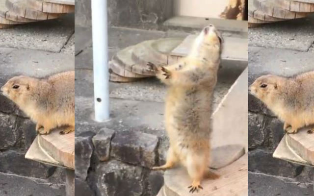 Unsuspecting Prairie Dog Sent Flying When Startled By Human Sneeze