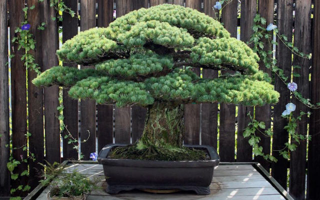 391-Year-Old Bonsai Tree Is A Miraculous Survivor Of The Hiroshima Atomic Bomb
