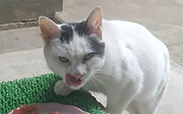 You Wouldn’t Want To Mess With This Stray Cat While It’s Having A Meal