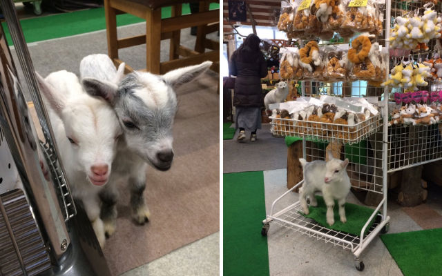 Goats Adorably Crashing A Gift Shop Are Just Another Reason To Visit Japan’s Fox Village