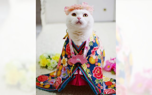 Pets Celebrate Girl’s Day In Japan And Look Better Than All Of Us