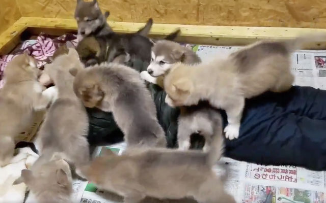 Woman Gets “Viciously” Attacked By A Group Of Furry Wolfdog Puppies