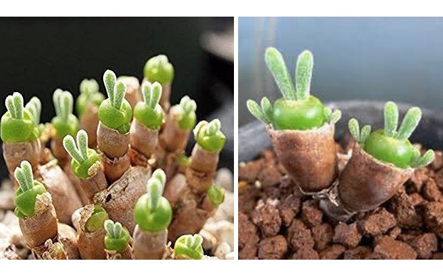 Japan Is Loving These Bunny-Eared Adorable Plants