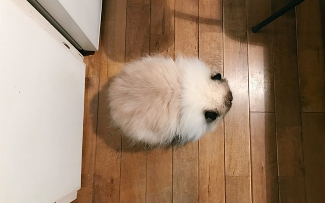 Rescued Himalayan Cat Is Living The Good Life As A Giant Ball Of Fur