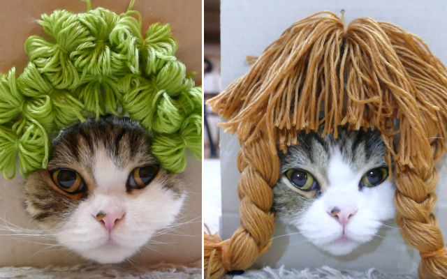 Maru The Cat Tries On New Hairstyles With Colorful Wigs Made From Yarn