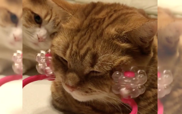 Munchkin Cat Gets A Relaxing Facial Massage As His Sister Watches Enviously