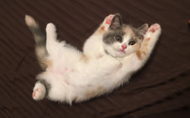 This British Shorthair Kitten Is An Adorable Ball Of Fluff And She Knows It
