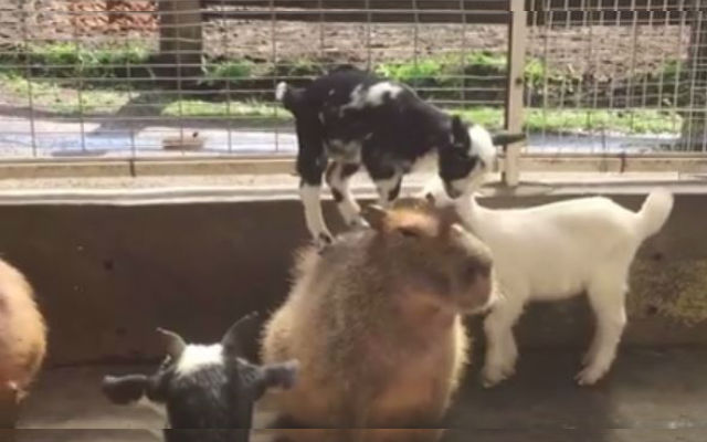 Super Chill Capybara Has No Issue With Excited Goats Climbing All Over Him