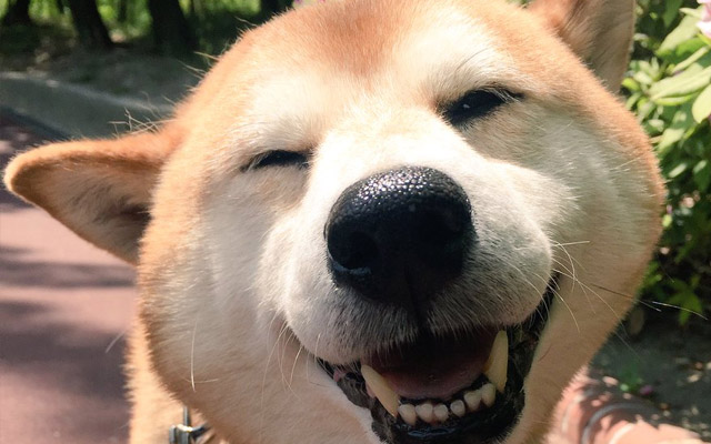 Shiba Inu Has The Perfect Smile Until He Finds Out He Is Walking To The Vet