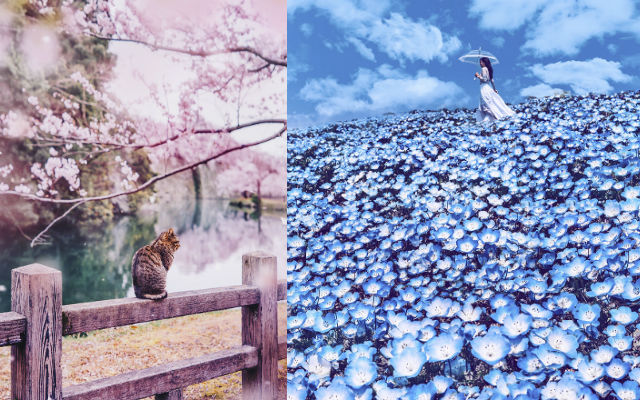 Photographer’s Journey Through Japan During Cherry Blossom Season Turns Into A Fairy Tale