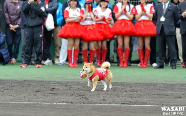 Wasabi The Dog Celebrates His 10th Year As Japan’s First-Ever Shiba Inu Ball Boy