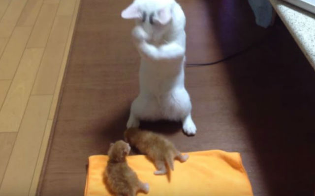Watch A Cat Bestow 9 Lives On Kittens With Adorable Shaman Dance