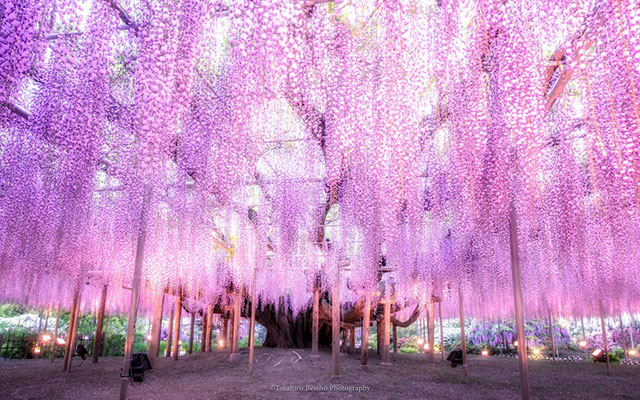 Purple Wisterias Drape Majestically Over The Heads Of Visitors At Ashikaga Flower Park