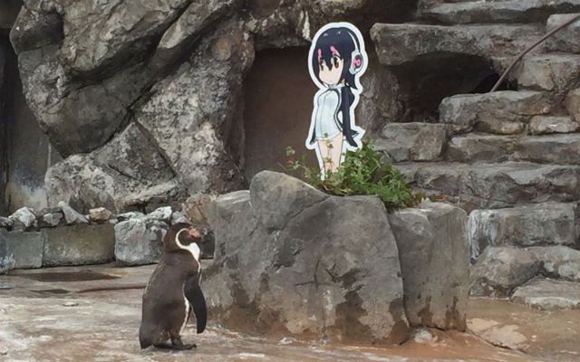 Dumped By His Girlfriend, Penguin Falls In Love With Anime Cardboard Cutout