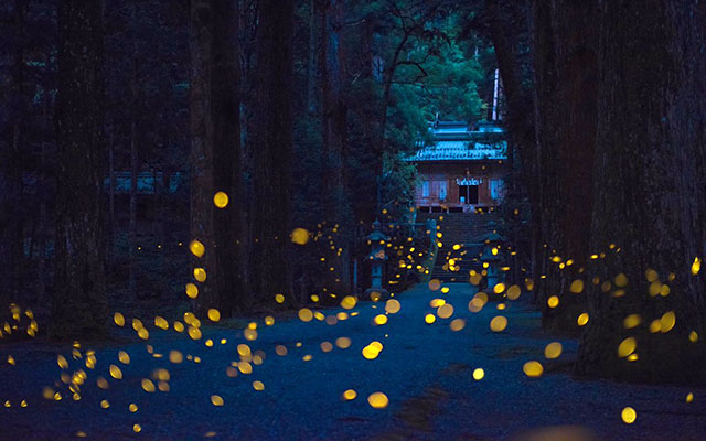 Award-Winning Japanese Photographer Captures Majestic Scenes Of Fireflies In The Night-Time