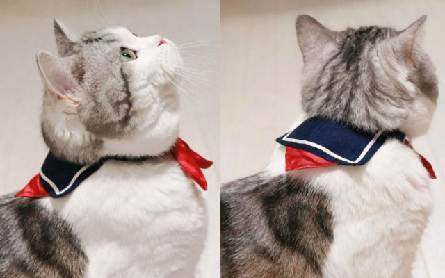 Gorgeous Cat Modeling Cute Japanese Schoolgirl Uniform Collar Is Too Cool For School