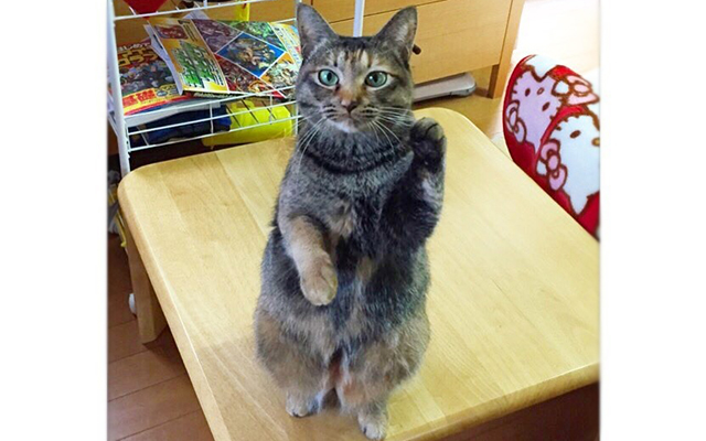 Put Up Your Paw For These Maneki-neko Day Poster Kitties